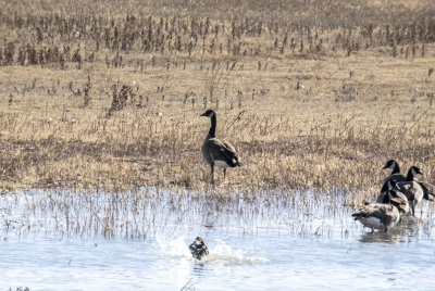 Canadian Geese Bosque Dec 2018